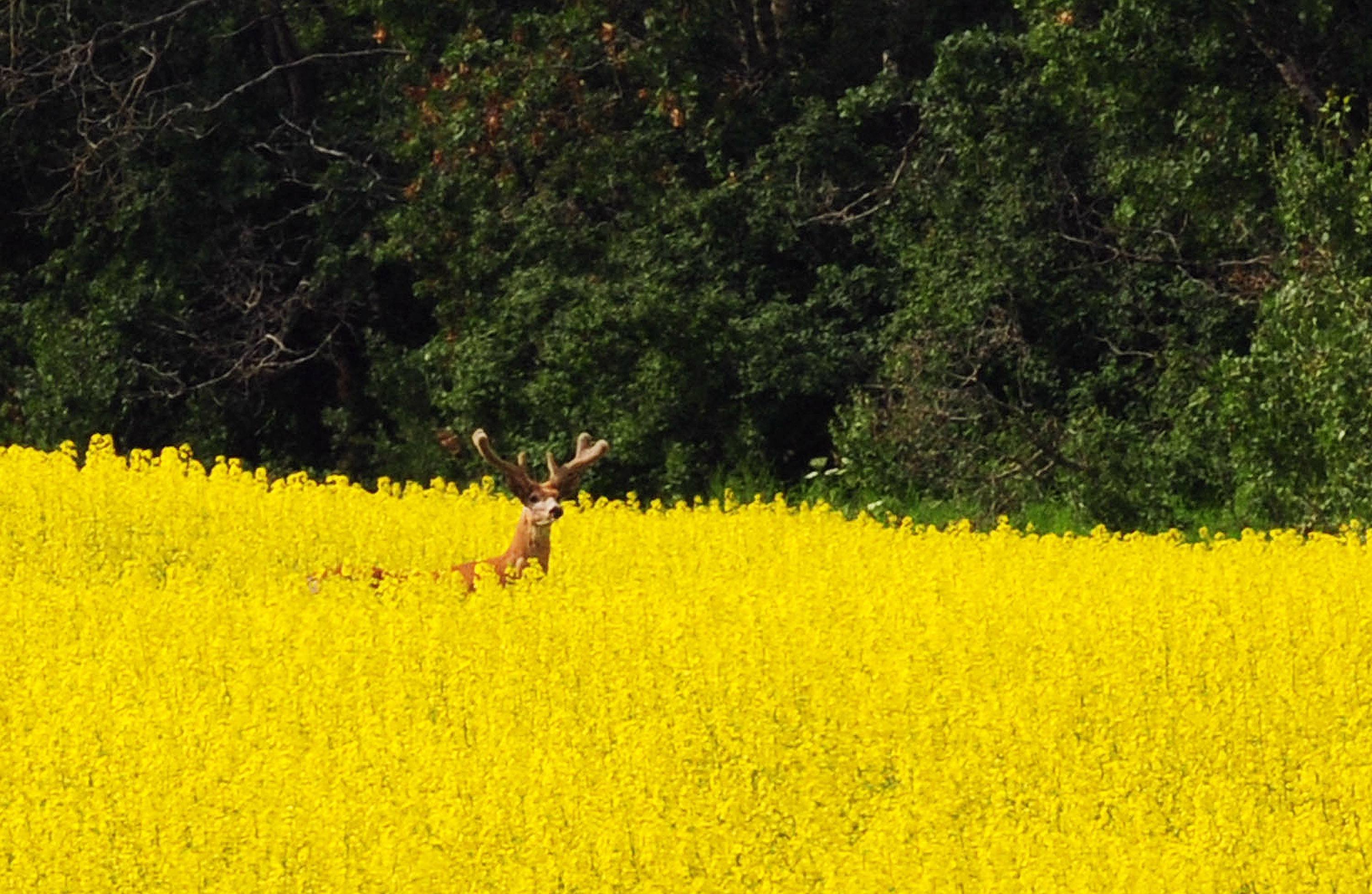HIDDEN- A young buck wanders through a canola field in the Red Deer County area recently.