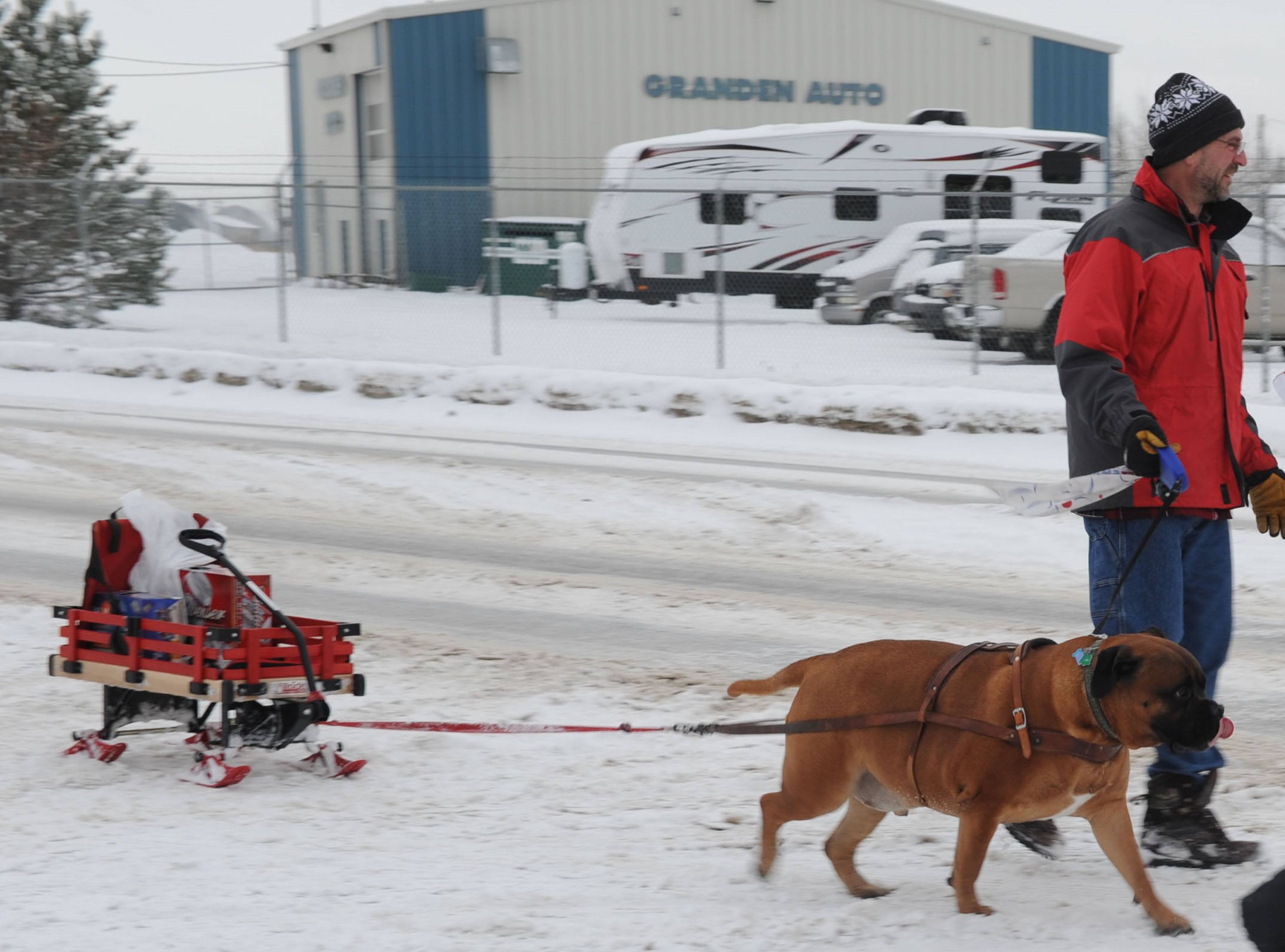 LIGHT PULL- Levi the Bullmastiff pulls Craig Peterson’s groceries home in a little sled with a harness recently.
