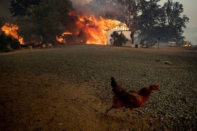 An animal scrambles while flames consume structures as the River Fire burns in Lakeport, Calif., Tuesday, July 31, 2018. (AP Photo/Noah Berger)